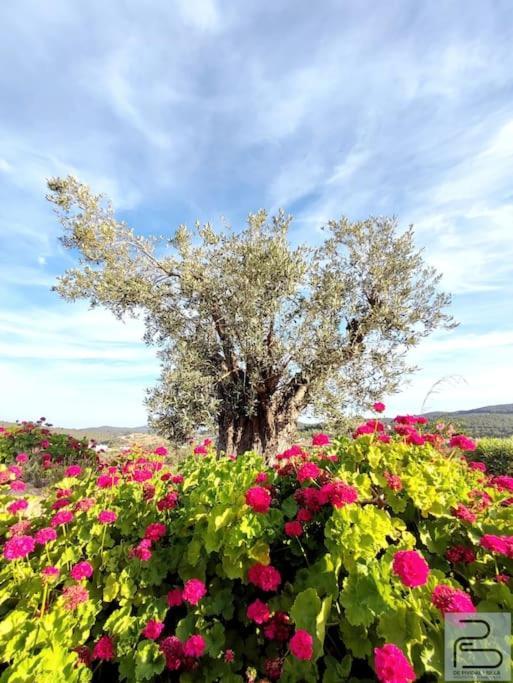 Hébergement de vacances Casa Lluc Con Piscina, Jardin Y Vista Al Campo